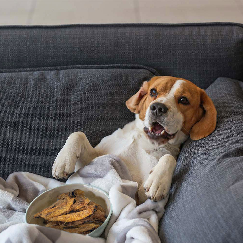 Woef Woef Snackbox (S)