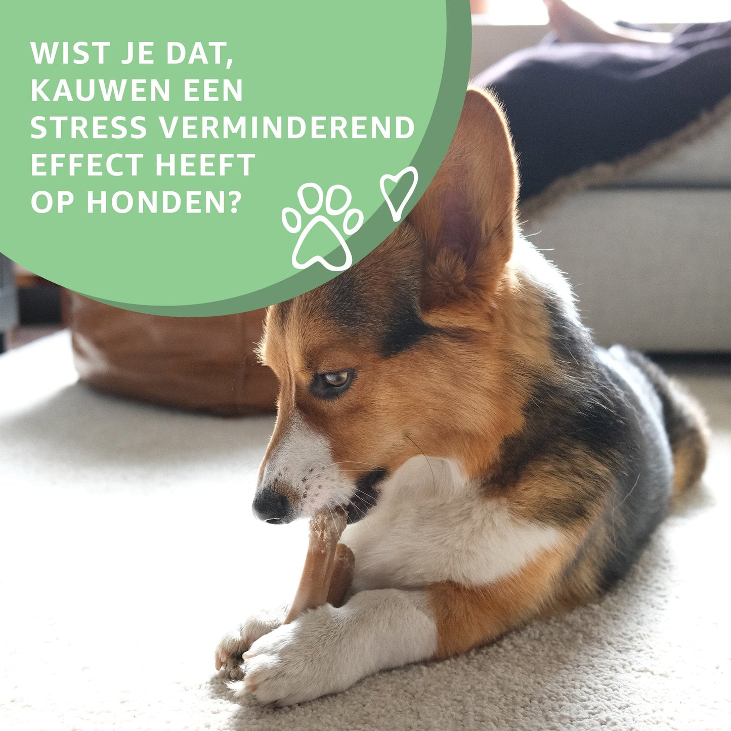 Buffeloren