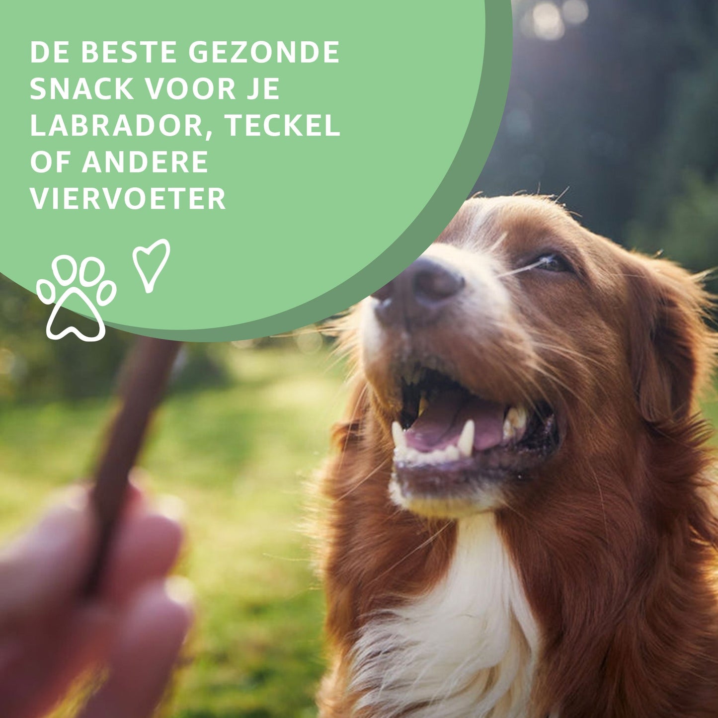 Wildzwijn strips