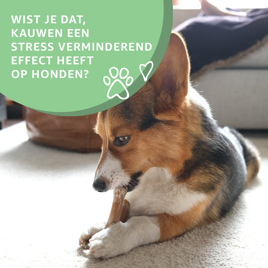 Konijnenoren zonder haar